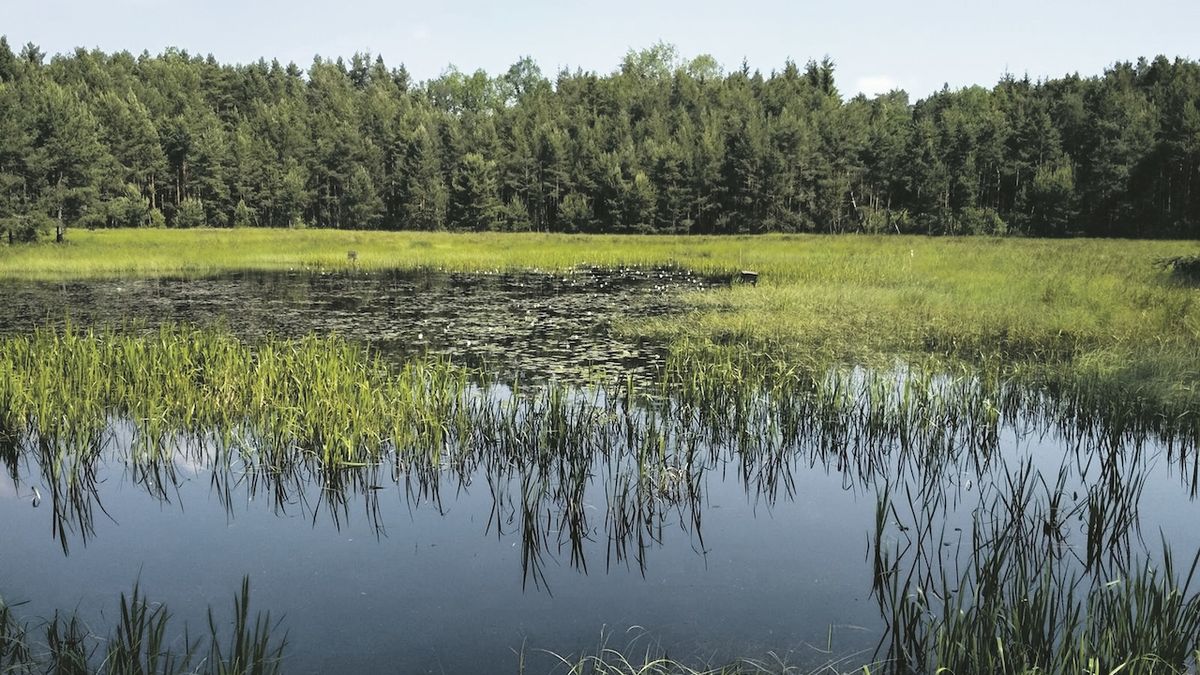 Čističky zhoršují vodu v rybnících, varuje vědec